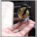 Parus major - Kohlmeise auf der Hand 03.jpg